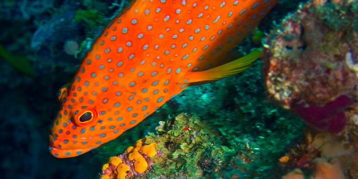 Coral Grouper, North Ari Atoll, Maldives
