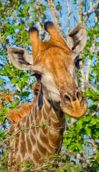 Giraffe, Chobe National Park, Botswana
