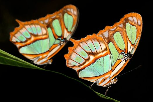 Tropical Butterfly, Amazonia, Ecuador
