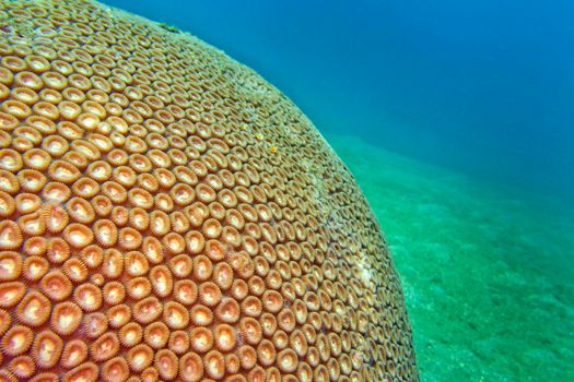 Boulder Coral, Lembeh, Indonesia