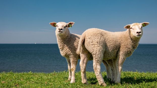 Lambs and Sheep on the dutch dike by the lake IJsselmeer,Spring views , Netherlands Sheeps in a meadow on green grass