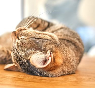 Cute grey tabby cat lying on the floor with his eyes closed. Closeup of a feline with long whiskers, sleeping or resting on wooden surface at home. Purring cat on his back dreaming about being petted