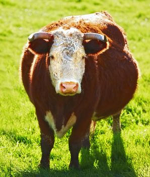 One hereford cow or bull standing alone on a farm pasture. Hairy animal isolated against green grass on a remote farmland and agriculture estate. Raising live cattle, grass fed diary farming industry