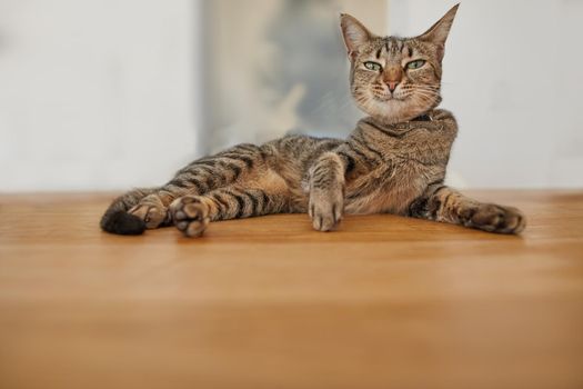 Portrait of a funny looking tabby cat lying on a wooden table. Low angle of a smug pet with an odd expression relaxing on an indoor surface. Curious brown domestic shorthair kitten at waiting home