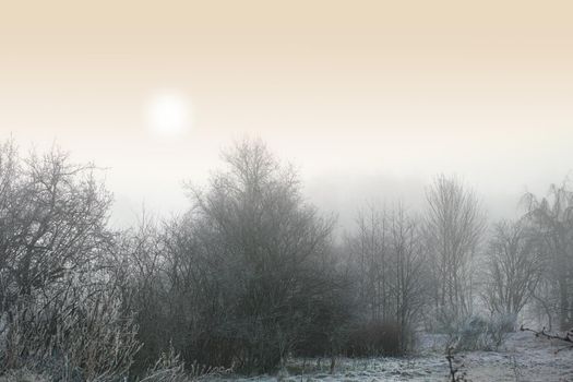 Snow covered landscape on a winter day with a misty sky background and copyspace. Frost covering tall trees in a forest or field. Green branches on icy remote farm land at sunrise with copy space.