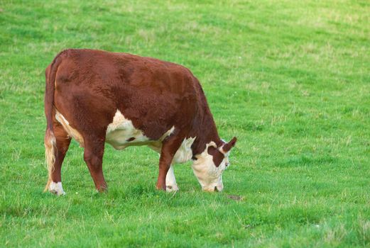 Breeding bovine animals for cattle farming on a meadow to produce milk or beef. Livestock grazing for food on open land in nature. Copy space with cow eating grass on a field on a sunny day outdoors