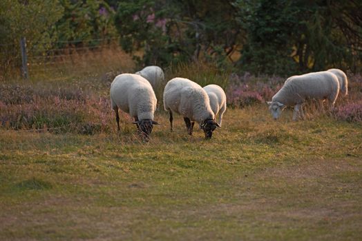 Sheep grazing in a heather meadow during sunset in Rebild National Park, Denmark. A flock of woolly lambs walking and eating grass on a blooming field or a pastoral land on a farm. Free range mutton