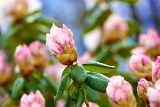 Closeup of pink flower blossoms in a park in spring outside. Rhododendron blooms about to open growing in a bush against a blurred green background in a botanical garden. New seasonal growth