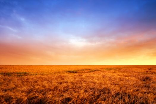 A vibrant country field in harvest. Beautiful sunset in a field of ripe wheat. Scenic dramatic light. Gorgeous nature open field, dreamy healing on a textured field, hopeful resilience wallpaper