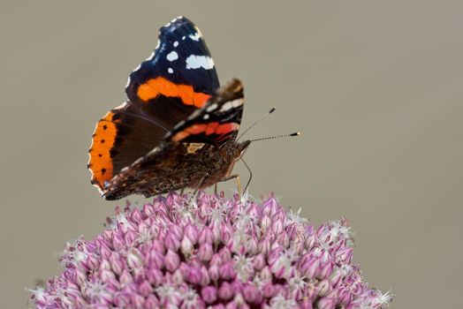 Closeup of red admiral butterfly perched on pink wild leek onion flower against nature background with copyspace. One vanessa atalanta on purple allium ampeloprasum. Studying insects and butterflies