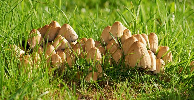 Closeup of Common Ink Caps growing on green grass with copyspace. Cluster of mushrooms growing on lush green ground in park or field. Troop sprouting on vibrant lawn, ready to be used for food or ink