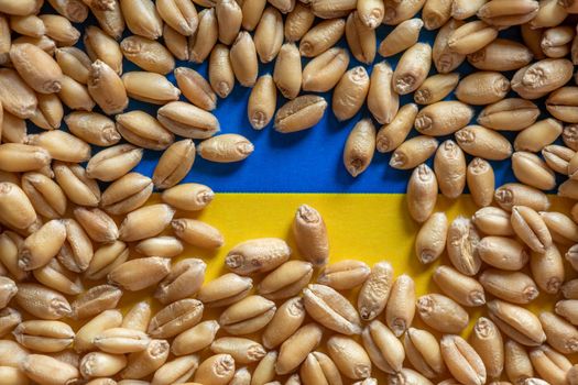 Wheat grain on Ukraine flag. Concept of grain export problems
