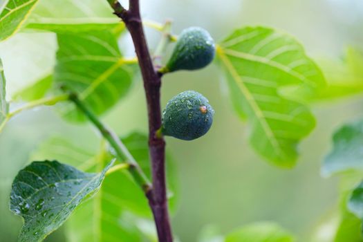 Close up of fig fruit on tree during summer growing season