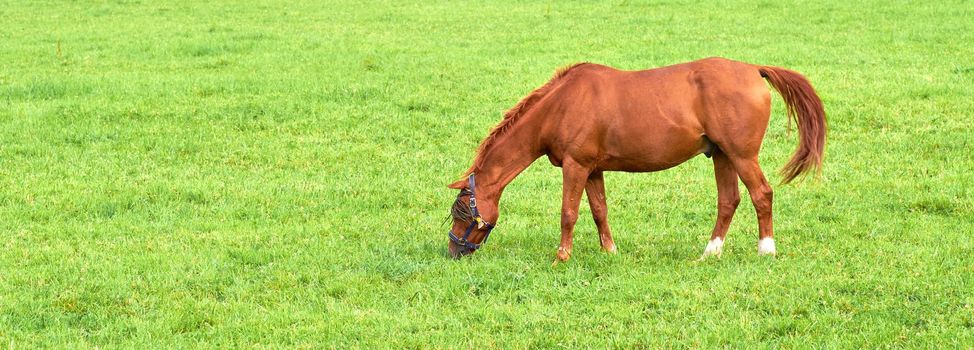 Brown baby horse eating grass from a lush green meadow with copyspace on a sunny day. Hungry purebred chestnut foal or pony grazing freely alone outdoors. Breeding livestock on a rural farm or ranch