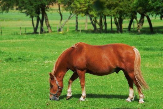 Beautiful brown horse grazing grassland pasturage on a farm during a summer day. Mammal feeding on lush green grass with trees or nature in the background. Animal standing in a green meadow or field