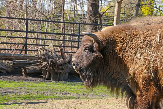 Close-up of a beautiful bison in an animal park.