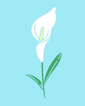 Calla lily flower isolated vector illustration