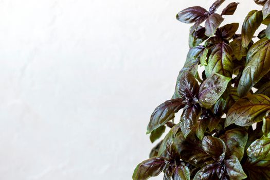 Red basil plant on the light grey background