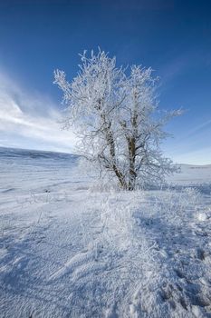 Frost covered tree in snow covered field.
