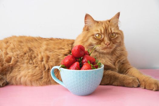 A big red cat lies next to a cup filled with strawberries