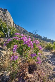 Copyspace with scenic landscape of Table Mountain National Park, Cape Town, South Africa. Pink wild flowers thriving on a mountainside against a blue sky. Nature has many species of flora and fauna.