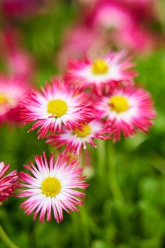 Pink chamomile flower in the green grass