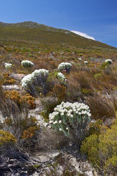 Indigenous Fynbos plant found on Table Mountain National Park, Cape Town, South Africa. Scenic view of plants blossoming and growing on a field or a veld. White flowers between green grass in spring