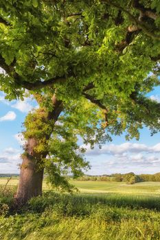 A tall majestic oak tree growing on an agricultural field or farm. Hardwood forest uncultivated on a lush green field in Denmark. A sunny day during spring in an ecological organic countryside