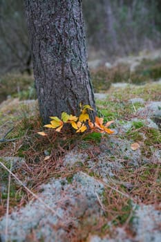 Yellow leaves growing against a tree stump on quiet forest ground. Beautiful colors show a change of season in soothing, silent park. Harmony in nature and peaceful zen hidden in details of the woods