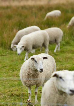 Group of sheep standing together and grazing on a farm pasture. Hairy, wool animals eating green grass in remote countryside farmland and agriculture estate. Raising livestock for clothing industry