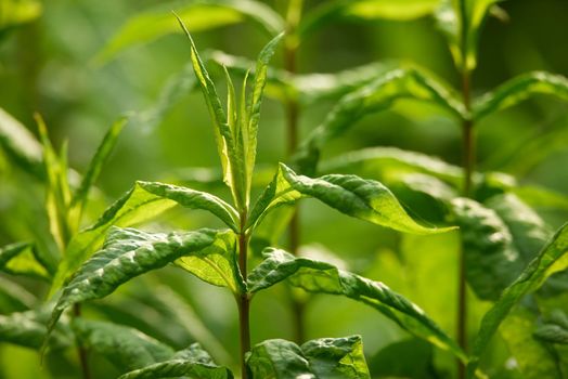 Closeup of lush green herb and plant growing on a stem in a home garden. Group of vibrant leaves on stalks blooming in a backyard or farm. Passionate about horticulture and agriculture with flora