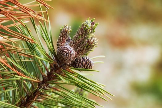 Closeup of pine cones hanging on a fir tree branch with a bokeh background in the countryside of Denmark. Green needles on a coniferous cedar plant or shrub in remote nature reserve, forest or woods.