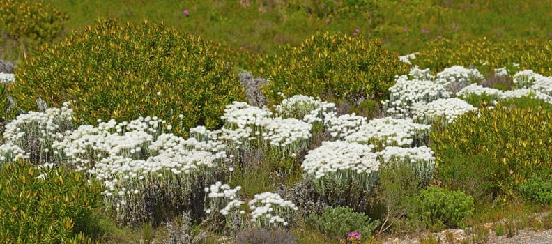Fynbos in Table Mountain National Park, Cape of Good Hope, South Africa. Closeup of scenic landscape environment with fine bush indigenous plant and flower species growing in a nature reserve