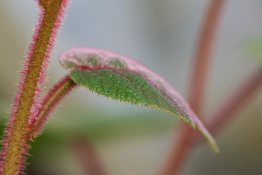 Closeup leaf and stem of a hairy kiwi plant outside in nature against a blurry bokeh background with copy space. A spiked plant growing outdoors in its natural habitat or uncultivated ecosystem