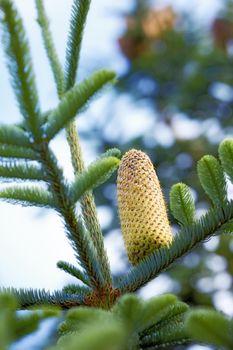 Below closeup of a pine cone growing in an evergreen boreal forest with copy space and blurred sky background in Europe. Unique coniferous plant with thin needles in dense woodland in Denmark
