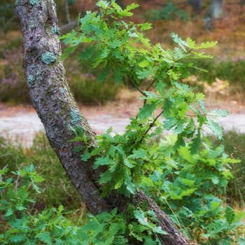 Closeup of green leaves growing at the base of a white oak tree in the forest. Lush foliage growing in the dense and thriving woods. Natural habitat and uncultivated ecosystem in mother nature