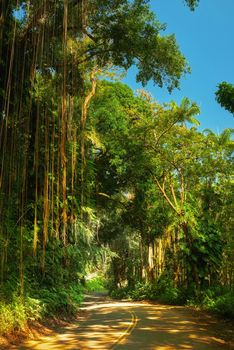 A footpath through a jungle on a bright sunny day in Hawaii, USA. Outdoor trail for exploring a peaceful, breathtaking rainforest. Quiet nature in harmony, lush green growth of an undisturbed forest