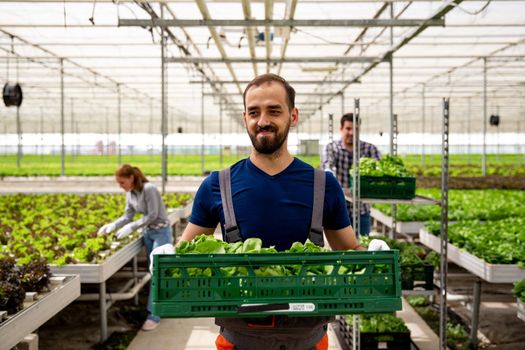 In happy young farmer holding a salad box in his hand