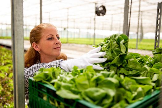 Woman worker arranging salad plants in basket
