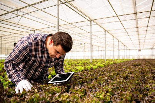 Researcher studies salad plants in the greenhouse
