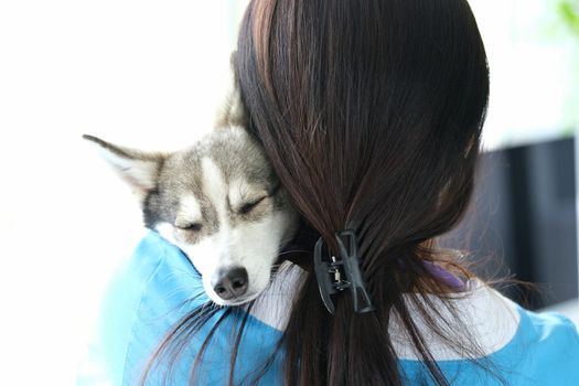 Veterinarian holds cute sleeping husky dog in arms