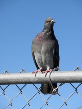 Pigeon Looking around while sitting on a fence