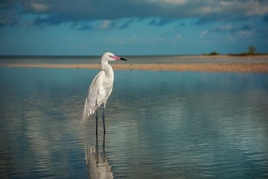 A small white heron is standing in the lagoon. Egretta garzetta.