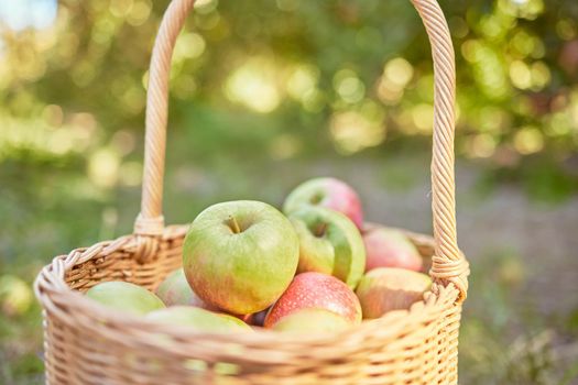 Fresh apples in a basket harvested from an orchard on a sunny day outdoors. Juice, nutritious and delicious fruit picked when ripe to enjoy on a picnic. Organic produce growing seasonally on a farm