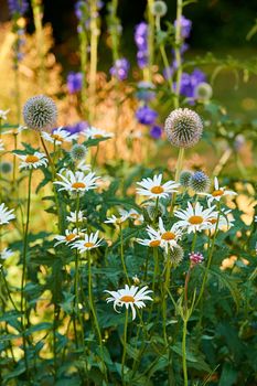 Closeup of fresh Daisies and Great globe thistle in a garden. A bunch of white and purple flowers on a field, adding to the beauty in nature and peaceful ambience of outdoors, blooms in zen backyard