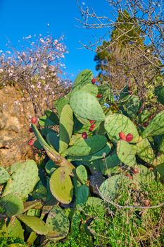 Cactus life - outdoor. Prickly Pear Cactus - outdoor image from Spain.