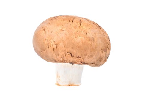 Mushroom royal champignon