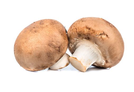Mushroom royal champignon