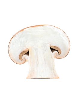 Half of champignon mushroom
