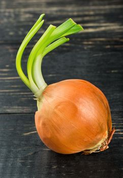 Onions with sprouts